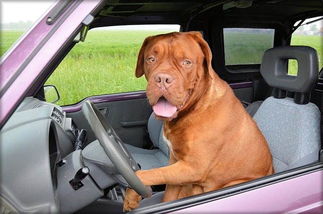 Dog Using Steering Wheel Free To Use Photo